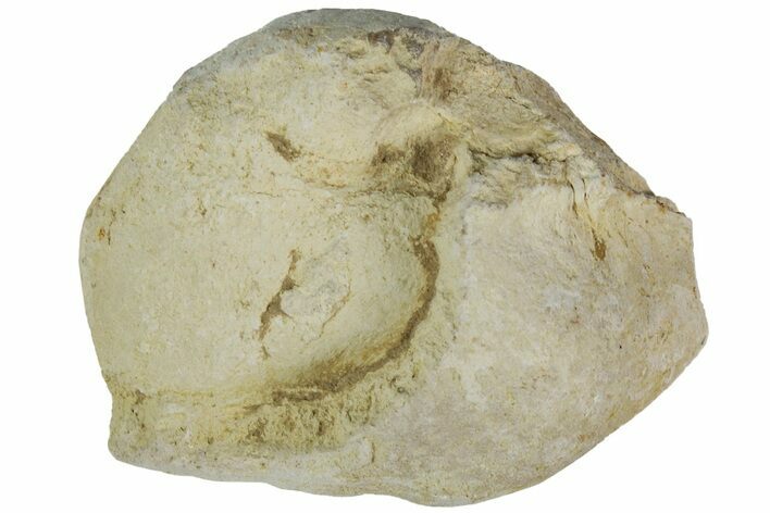 Cretaceous Fish Coprolite (Fossil Poop) - Kansas #216449